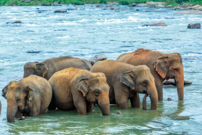 Fototapete Gruppe von Elefanten im Wasser
