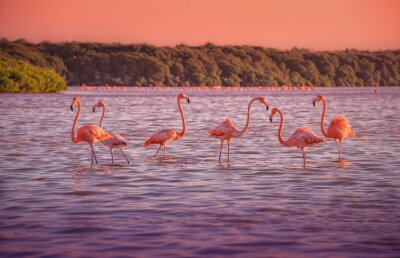 Fototapete Gruppe von flamingos, die im wasser waten