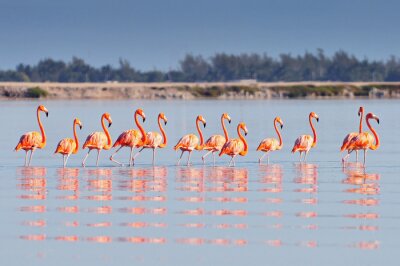 Fototapete Gruppe von flamingos im wasser