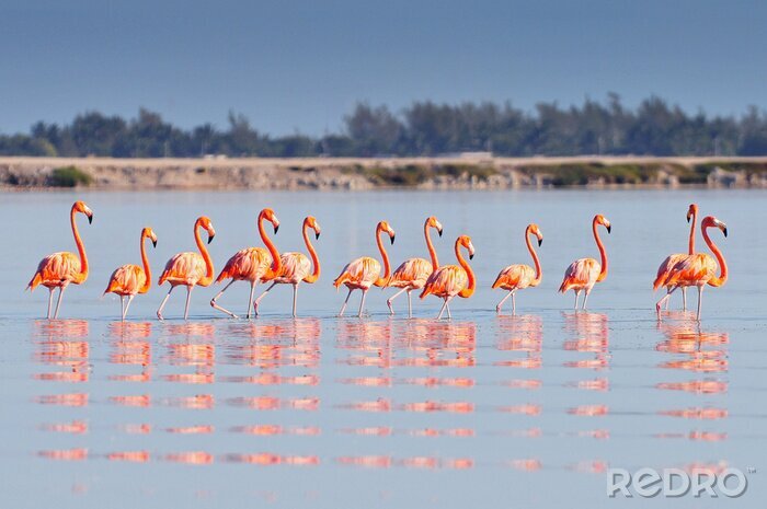 Fototapete Gruppe von flamingos im wasser