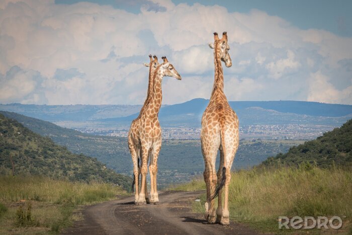 Fototapete Gruppe von Giraffen auf der Straße