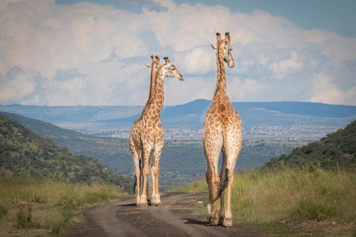 Fototapete Gruppe von Giraffen auf der Straße