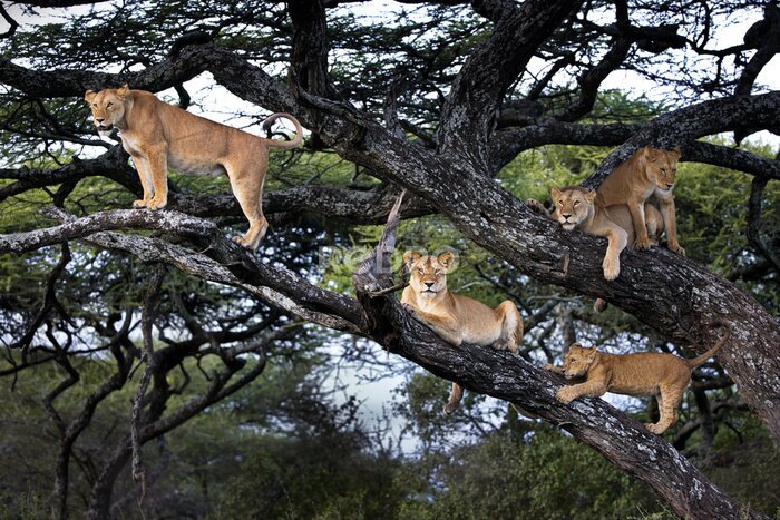 Fototapete Gruppe von Löwen auf einem Baum in Tansania