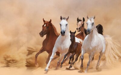 Fototapete Gruppe von pferden in der wüste
