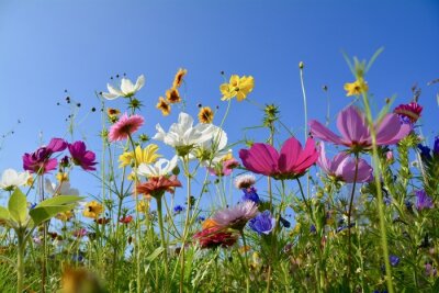 Fototapete Grußkarte - bunte Blumenwiese - Sommerblumen