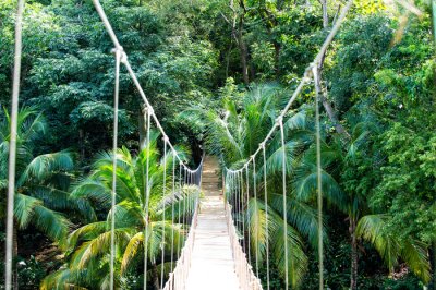 Fototapete Hängebrücke im Dschungel