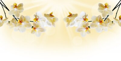 Fototapete Hängende Zweige einer gelben Orchidee