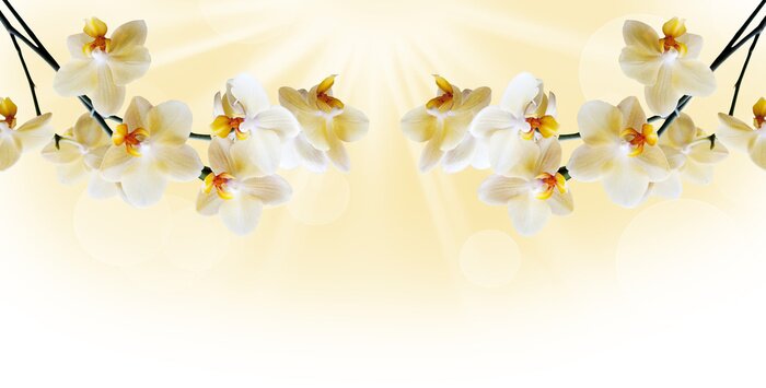 Fototapete Hängende Zweige einer gelben Orchidee