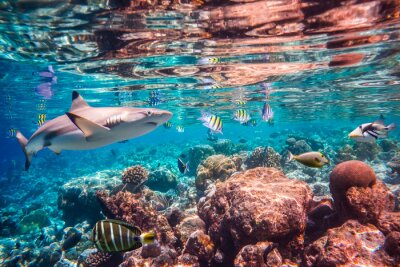 Fototapete Haie Fische und Korallenriff