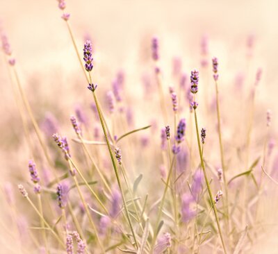Fototapete Halme von Lavendel