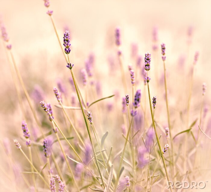Fototapete Halme von Lavendel