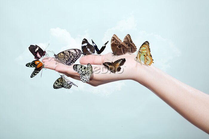 Fototapete Hand holding Schmetterlinge, Freiheit Konzept