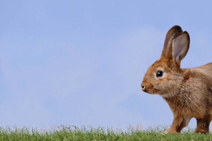 Fototapete Hase auf der Wiese