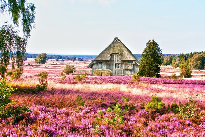 Fototapete Haus mitten im Blumenfeld