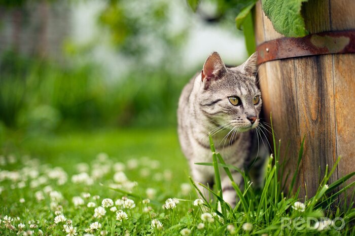 Fototapete Hauskatze im grünen Garten