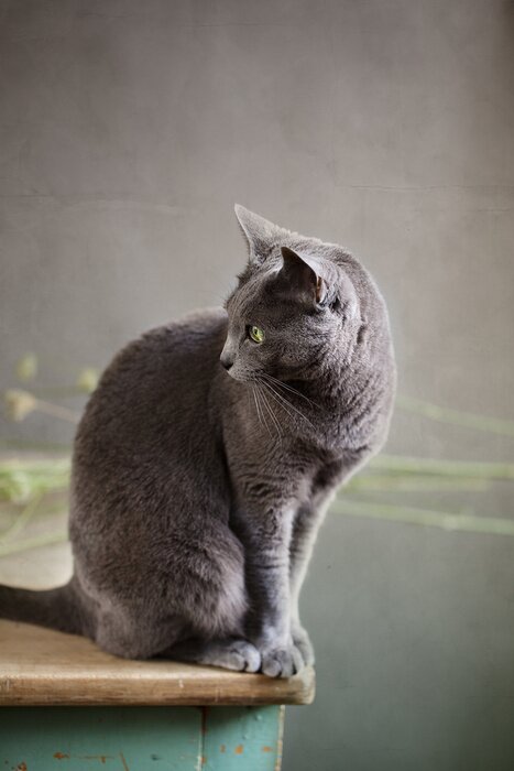 Fototapete Haustier auf dem Tisch