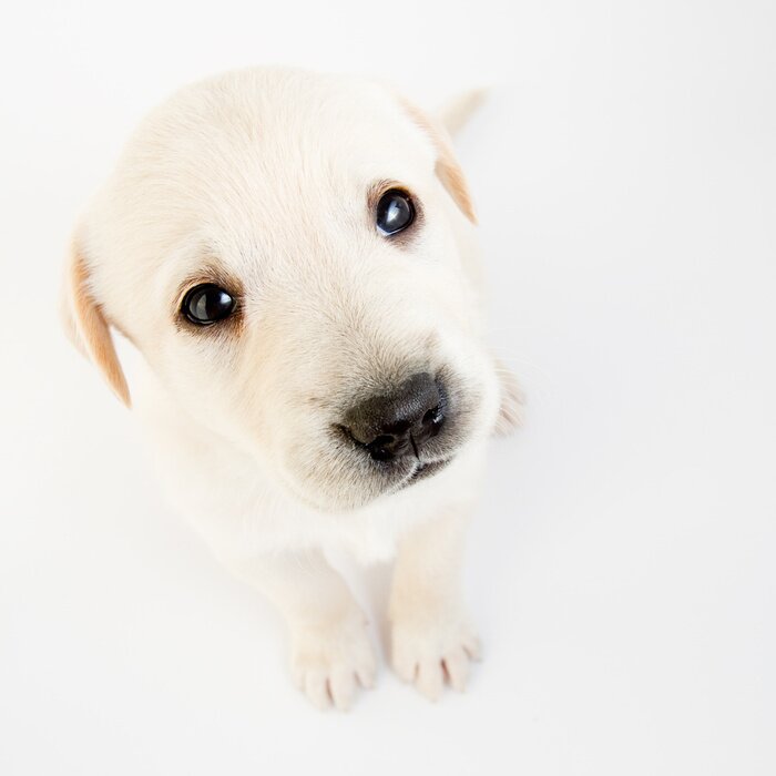 Fototapete Haustier auf hellem Hintergrund