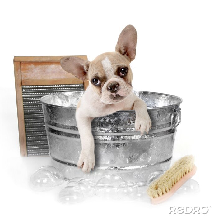 Fototapete Haustier Hund in einem Bad