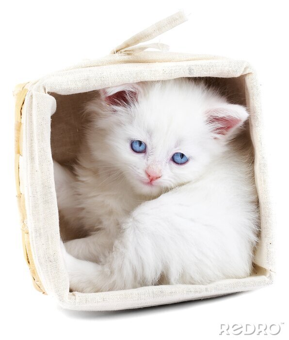 Fototapete Haustier Kätzchen in einem Korb