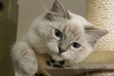 Haustier kleine Katze