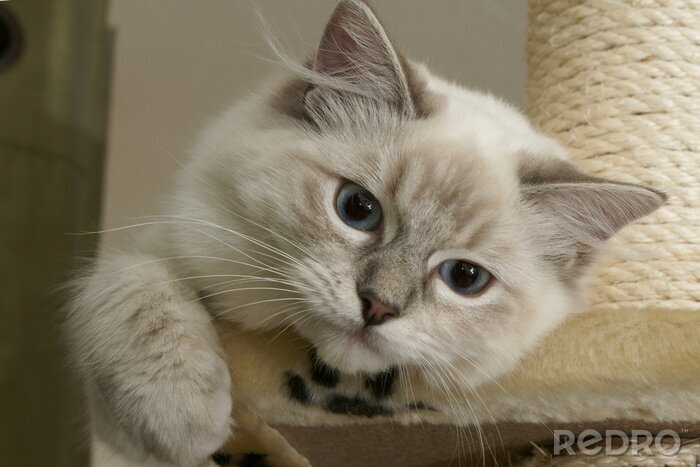 Fototapete Haustier kleine Katze