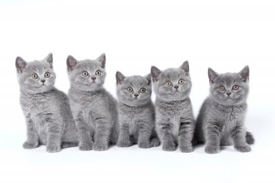 Haustiere Britische Katze mit grauem Fell