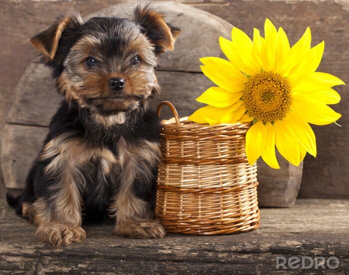 Fototapete Haustiere Terrier und Weidenkorb mit Blume