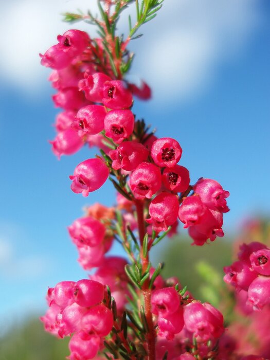 Fototapete Heidekraut von nahem