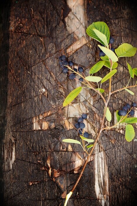 Fototapete Heidelbeerenzweig