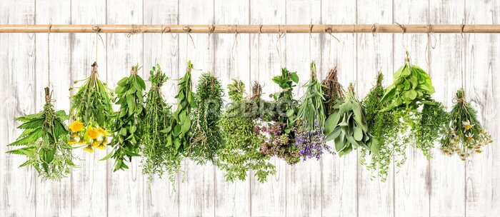 Fototapete Heilkräuter. Kräuter-Apotheke. Lavendel, Löwenzahn, Brennnessel