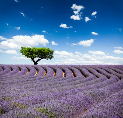 Fototapete Hektar von Lavendel und grüner Baum