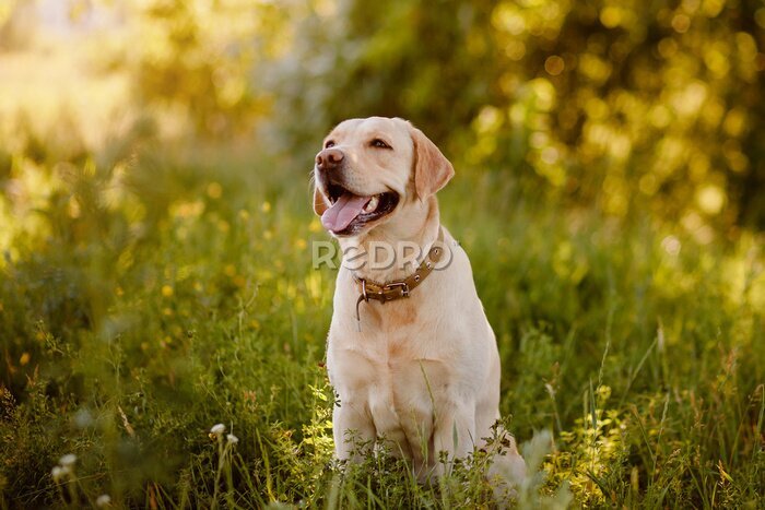 Fototapete Hellbrauner Labradorhund auf einer grünen Wiese