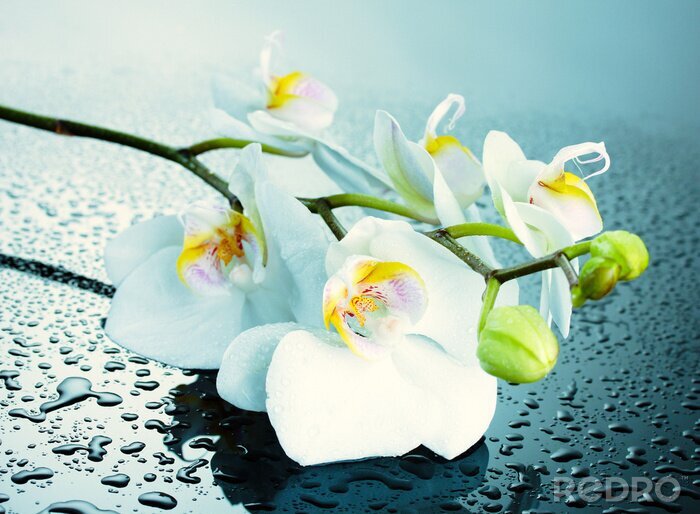 Fototapete Helle Orchideen und Wassertropfen