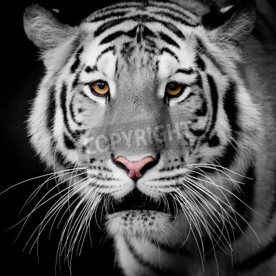 Fototapete Heller tiger auf dunklem hintergrund