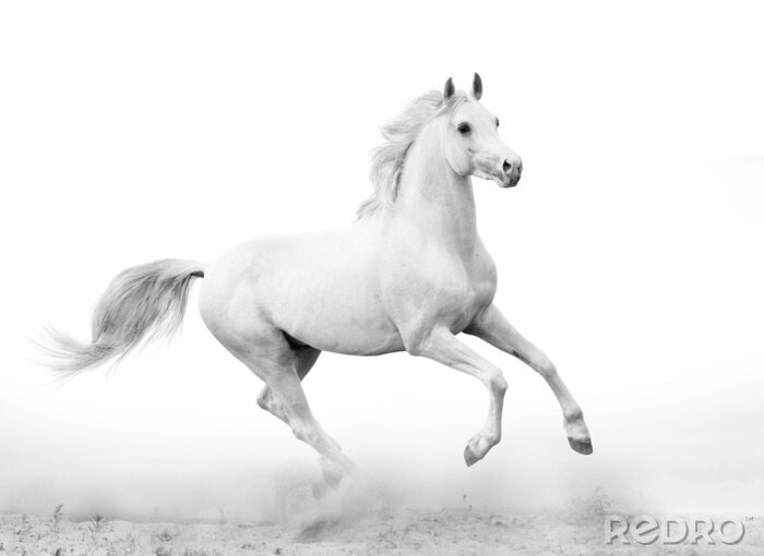 Fototapete Helles pferd auf weißem hintergrund