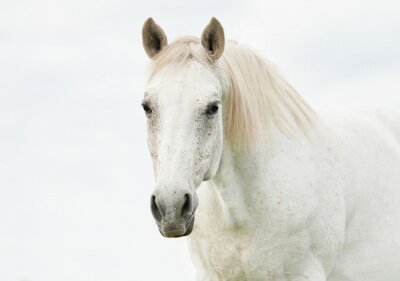 Fototapete Helles pferd mit weißer mähne