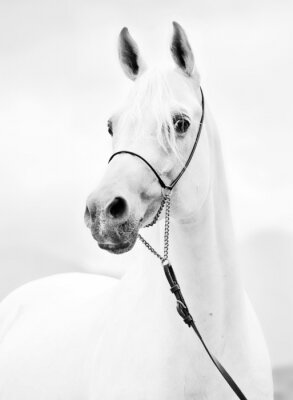Fototapete Helles porträt eines pferdes