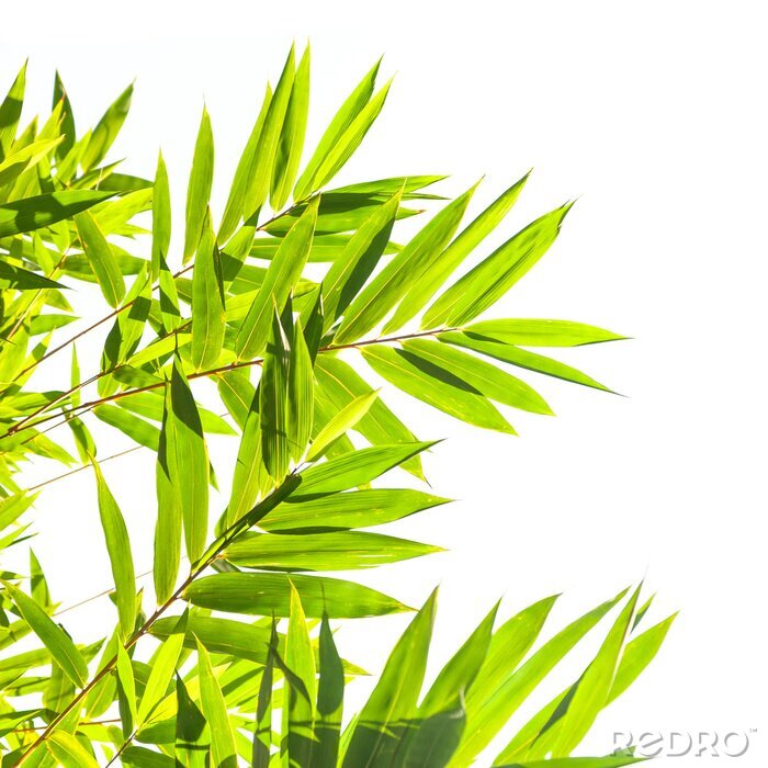 Fototapete Hellgrüne Bambusblätter