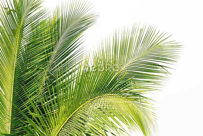 Fototapete Hellgrüne Blätter einer Kokospalme