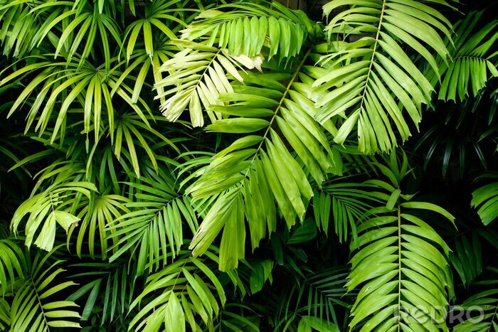 Fototapete Hellgrüne Pflanzen im Dschungel