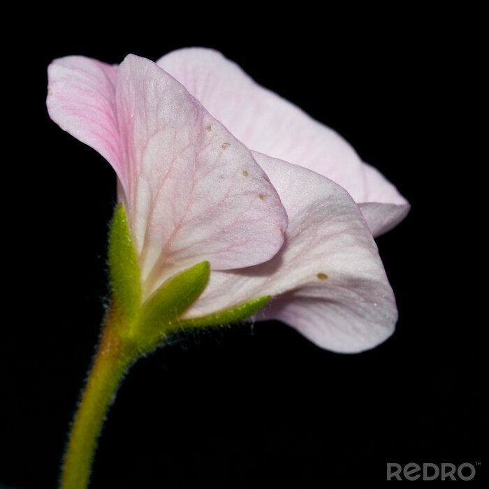 Fototapete Hellrosa Blume auf dunklem Hintergrund