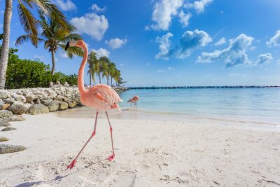 Fototapete Hellrosa flamingo am strand