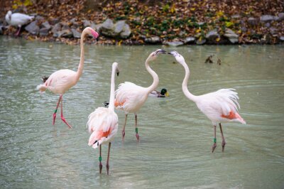 Fototapete Hellrosa Vögel im Teich
