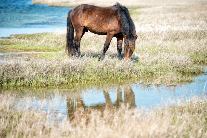 Fototapete Hengst auf der wiese