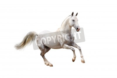 Fototapete Hengst-muster auf weißem hintergrund