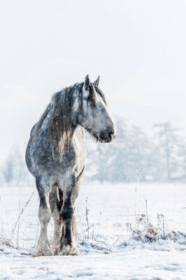 Fototapete Hengst shire auf winterwiese