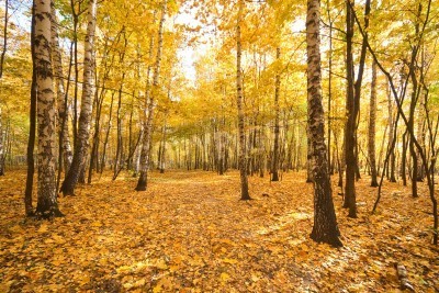Fototapete Herbst im Birkenwald