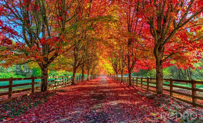 Fototapete Herbstallee zwischen Bäumen