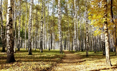 Fototapete Herbstanfang im Birkenwald