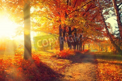 Fototapete Herbstbäume bei Sonnenaufgang